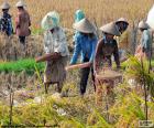 Сбора урожая риса, Индонезия